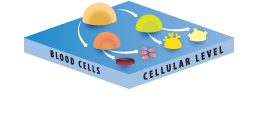 The Cell Level