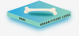 The Organ/Tissue Level